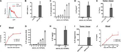 Intra-Tumoral Delivery of IL-27 Using Adeno-Associated Virus Stimulates Anti-tumor Immunity and Enhances the Efficacy of Immunotherapy